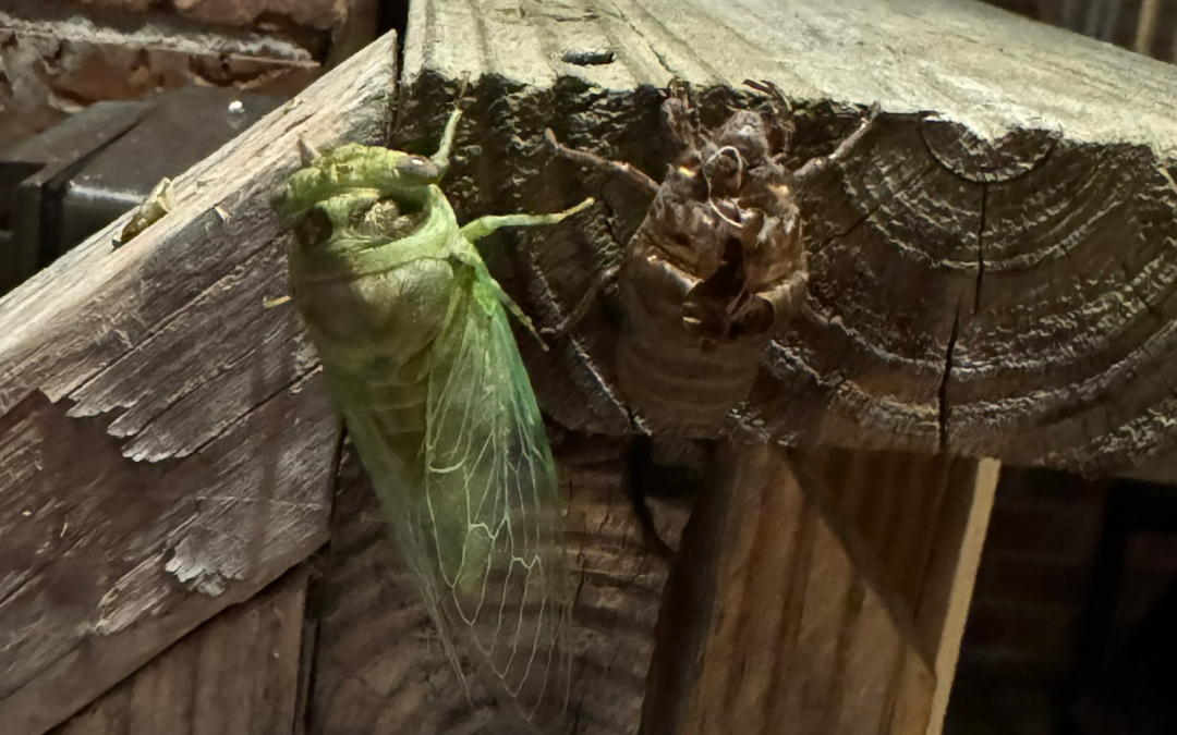 Winged cicada outside his casing.
